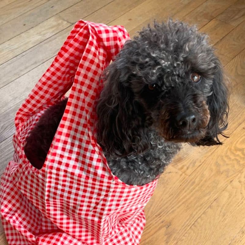 @almaisadog in Red Gingham